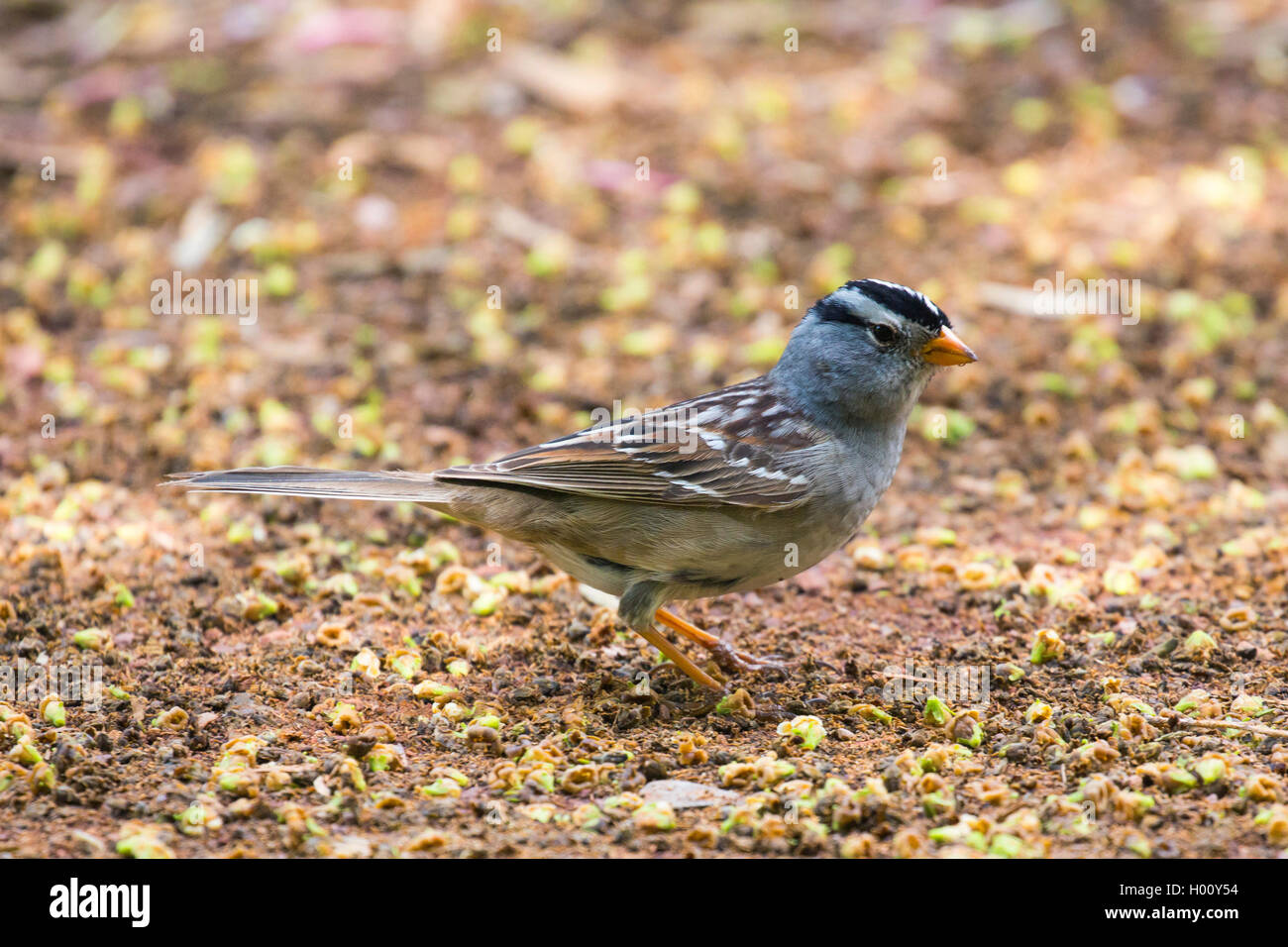 White-crowned sparrow (Zonotrichia leucophrys), Gambell`s Form, USA, Arizona, Bearizona Wildlife Park Stock Photo